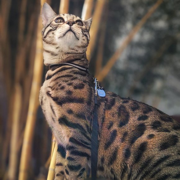 Meet your Posher, Zero (& Erin) - Picture 2 of 4